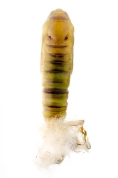 Green moth cocoon Stock-Fotos