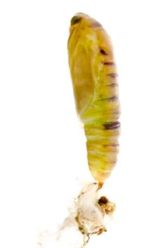 Green moth cocoon Stock-Fotos