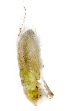 Green moth cocoon Foto stock