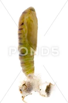 Green moth cocoon Stock Photos