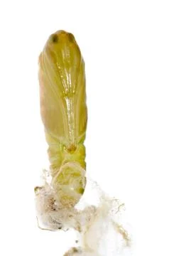 Green moth cocoon 스톡 사진