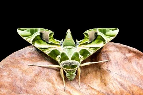 Green moth is on dry leaf Stock Photos