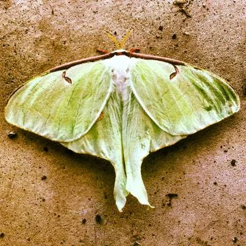 Green moth Stock Photos