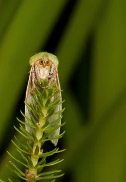 Green Moth Stock Photos