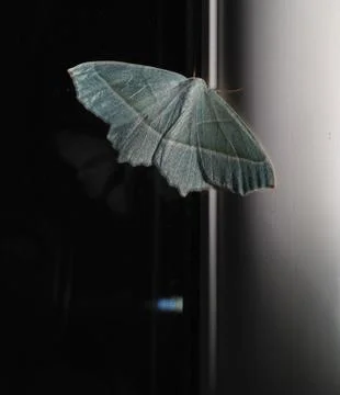 Green Moth Stock Photos