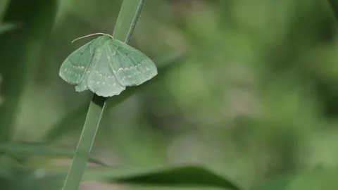 Green moth resting on a leaf in natural habitat Stock Footage 280170276
