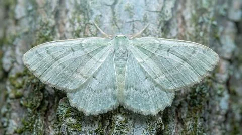 Green moth resting on tree bark with its wings spread out, showcasing intri.. Stock Photos