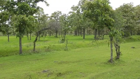 Green mother earth Video stock 110736271