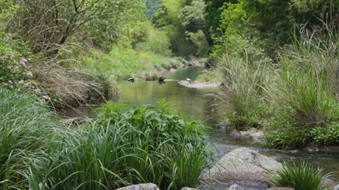 Green mountain clear stream in early summer Stock Footage 241233469