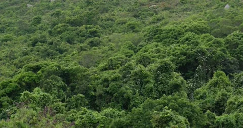 Green mountain forest at cloud day Stock Footage 132691575