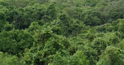 Green mountain forest with lots of tree Stock Footage 131050188