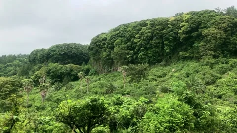 Green mountain forest with palm trees on Jeju Island, South Korea. Stock Footage 145366172