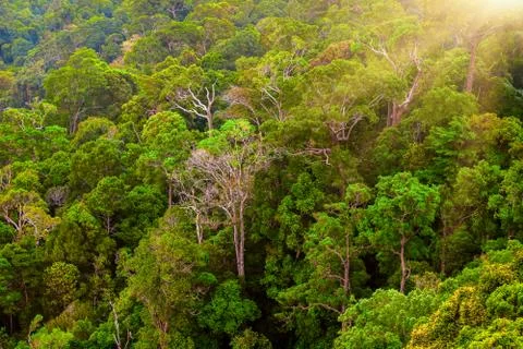 Green mountain forest Stock Photos