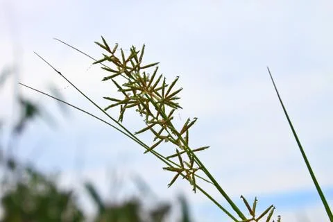Green mountain grass close-up Foto stock