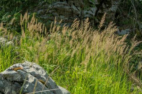 Green mountain grass Stock Photos
