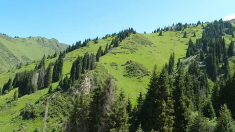 Green mountain hills with pine trees under clear blue sky in summer Video stock 336678161