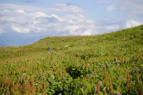 A green mountain meadow and a tiny figure of a man walking along the path. Stock Photos