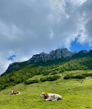 Green mountain meadow with cows, summit in the back, Bavaria, Germany Stock Photos