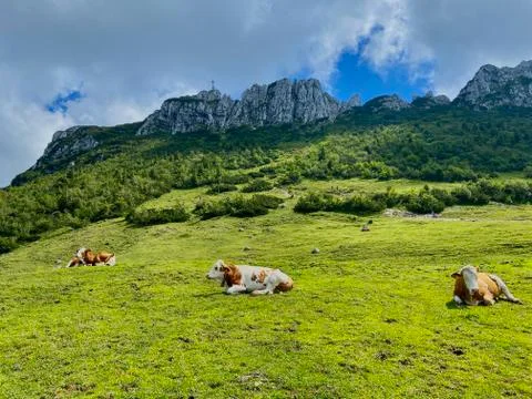 Green mountain meadow with cows, summit in the back, Bavaria, Germany Stock Photos
