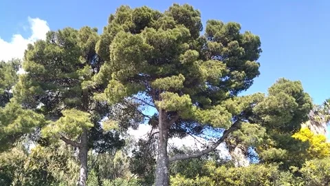 Green mountain pine against the azure sky Stock-Footage 305030768