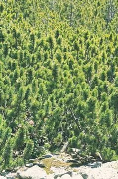 Green Mountain Pine Stock Photos