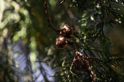 Green mountain pine tree branch with leaves Stock Photos