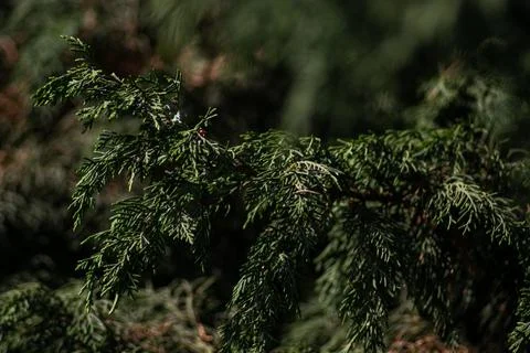 Green mountain pine tree branch with leaves Stock Photos