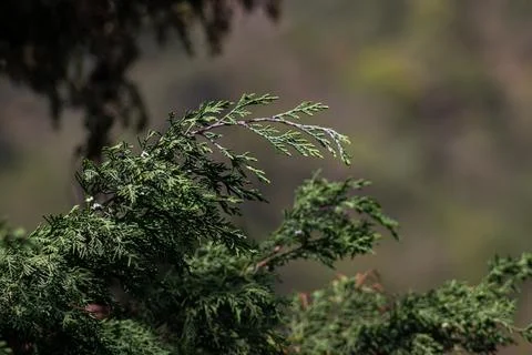 Green mountain pine tree branch with leaves Stock Photos