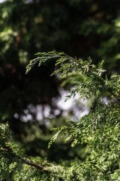 Green mountain pine tree branch with leaves Stock Photos