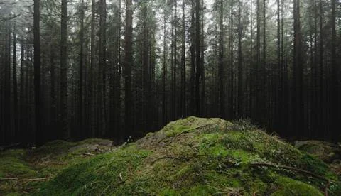 Green mountain pine tree forest Stock Photos