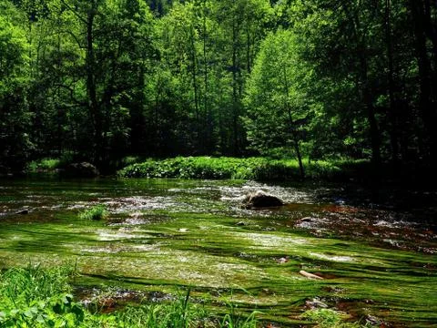 Green Mountain River Full of Algae Stock Photos