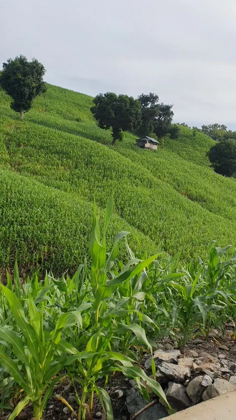Green mountain view and corn field Stock Footage 297590914