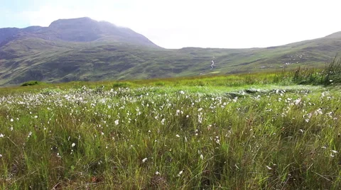 Green Mountains and Grass Fields Blowing in Wind in Ireland Wide Stock Footage 67548107