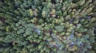 Green Mountians In The Fall Stock Footage