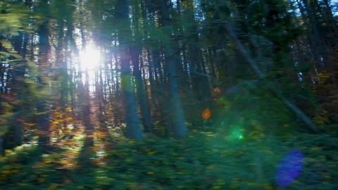 Green, moving forest with sunlight coming through, shot from the car Stock Footage 124075842