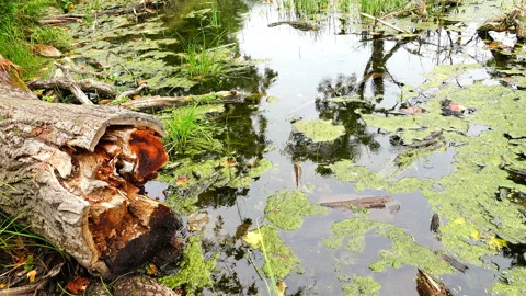 Green mud and tree debris on the water in rainy weather Stock Footage 89963503