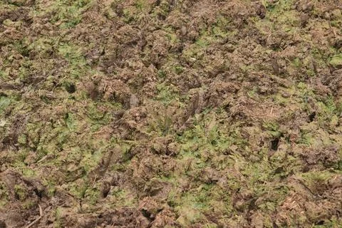 Green mud Stock Photos