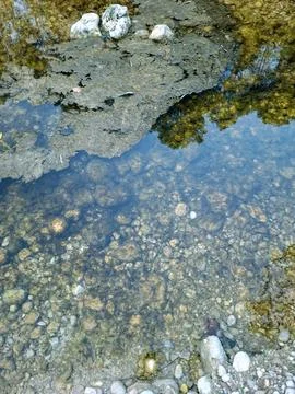 Green mud settles in a drying mountain stream reflecting nature's beauty in.. Stockfoto's