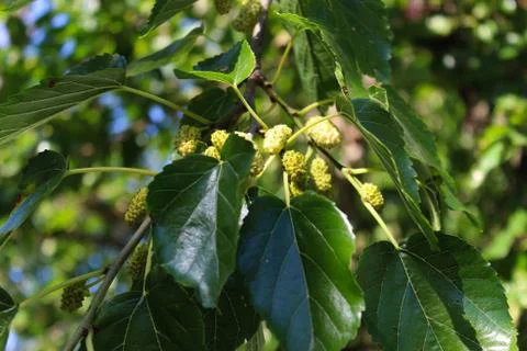 A green mulberry that has begun to ripen on a branch with leaves. Stock Photos