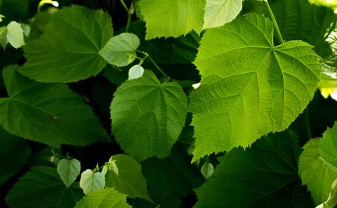 Green mulberry leaves in spring. Pattern. Stock Photos