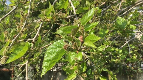 Green mulberry tree Stock Footage 127976646