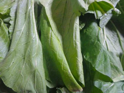 Green mustard Stock Photos