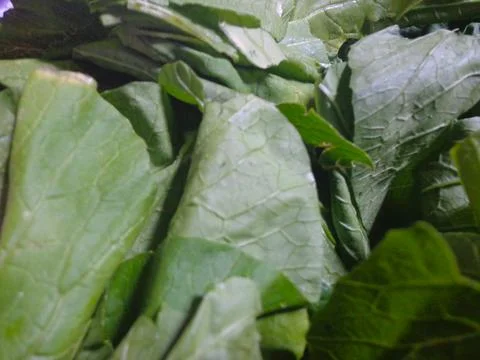 Green mustard Stock Photos