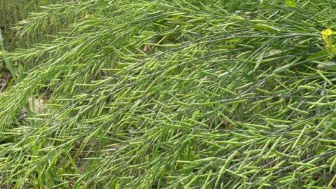 Green Mustard Pods Stock Footage 332584943