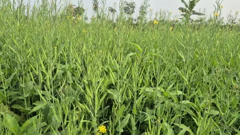 Green Mustard Seed Pods Developing on Plant Stalks Stock Footage 337152218