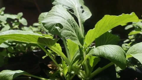 Green mustard vegetable plants Stock Footage 247902668