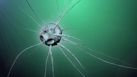 Green mutant cell Stock Footage 73319483