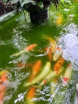 Green my pool 写真素材