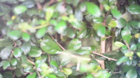 Green natur Stock Footage 77298098
