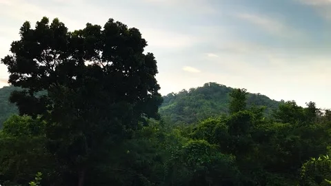 Green Natural And Technology, Windblown Big Tree, Trees, Treetop And Insects Fly Stock Footage 273659855